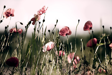 Image showing Corn Poppy Flowers Papaver rhoeas