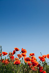 Image showing Corn Poppy Flowers Papaver rhoeas