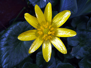 Image showing yellow flower