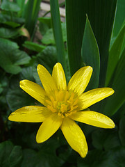 Image showing yellow flower