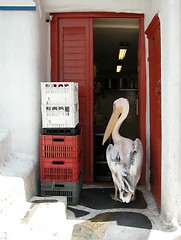 Image showing Pelican intruder. Mykonos, Greece