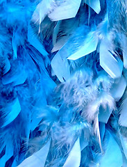 Image showing Blue feathers