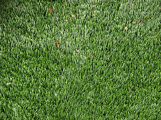 Image showing Artificial grass