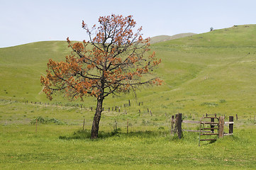 Image showing Lone tree
