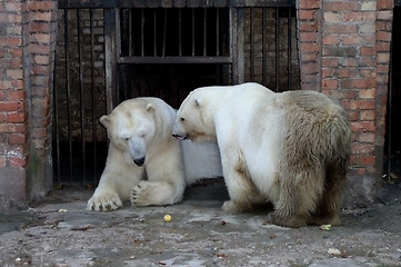 Image showing Polar Bears