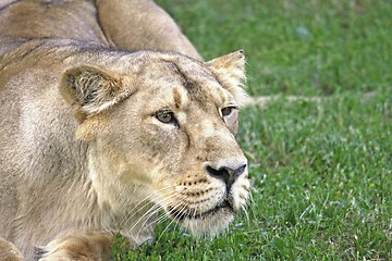 Image showing Female Lion