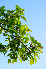 Image showing Green apples