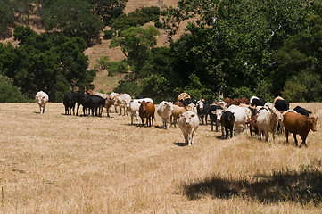 Image showing Cattle