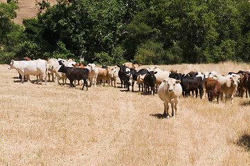 Image showing Cattle