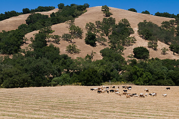 Image showing Cattle