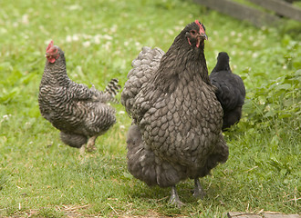 Image showing Hen