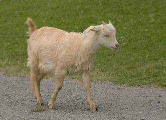 Image showing Goat