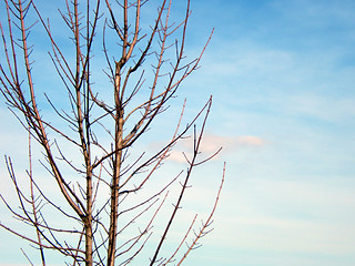 Image showing tree and sky