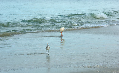 Image showing birds at the shore