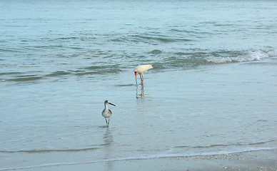 Image showing birds on the beach