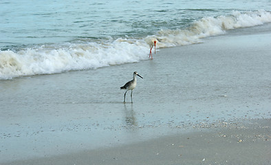 Image showing birds walking on the beach