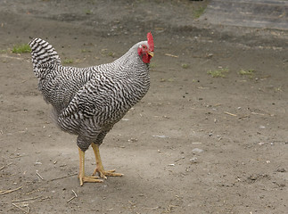 Image showing Hen