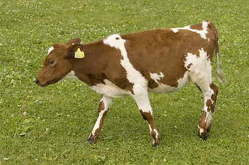 Image showing Calf