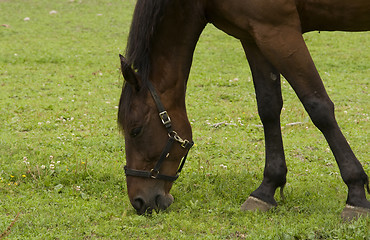 Image showing Horse