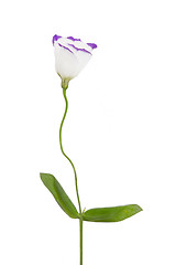 Image showing white and purple flower