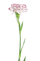 Image showing white and pink blooming carnation flower