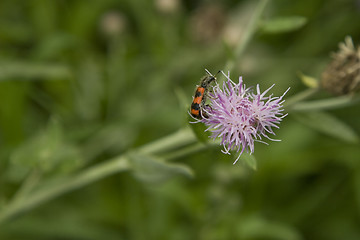 Image showing red striped insect, pollinate on purple flower