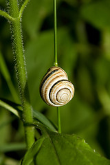 Image showing snail on green plant