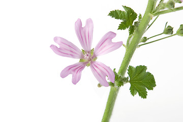 Image showing purple flower