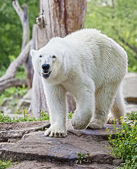 Image showing ice bear