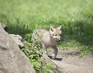 Image showing wolf cub