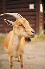 Image showing Goat