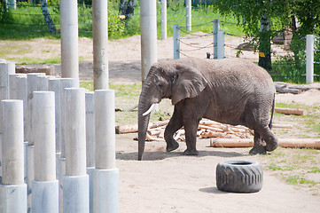 Image showing Elephant in zoo