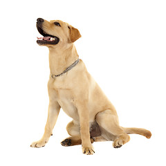 Image showing curious labrador