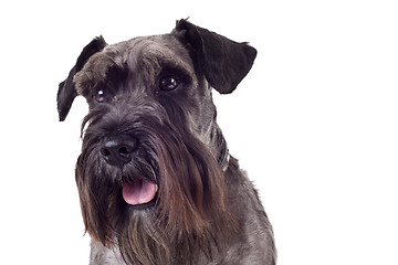 Image showing miniature schnauzer