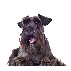 Image showing small schnauzer 