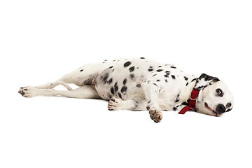 Image showing sleeping dalmatian