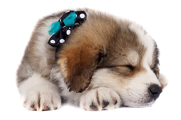 Image showing sleeping puppy