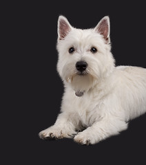 Image showing West Highland White Terrier