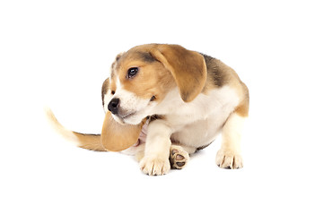 Image showing beagle puppy scratching