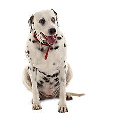 Image showing Dalmatian sitting