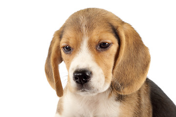 Image showing  small beagle puppy