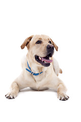 Image showing panting labrador