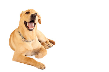 Image showing seated Puppy Labrador 