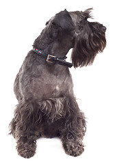 Image showing schnauzer puppy sitting