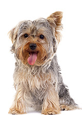 Image showing Small Yorkshire Terrier