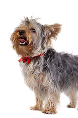 Image showing Yorkshire Terrier panting