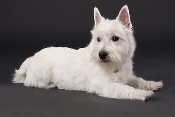 Image showing West Highland White Terrier