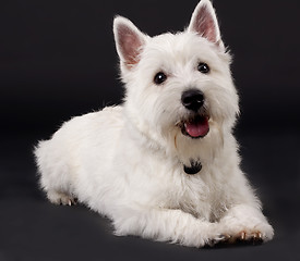 Image showing West Highland White Terrier