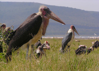 Image showing marabou stork