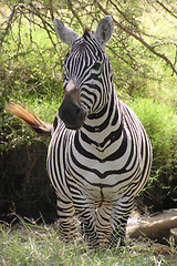 Image showing zebra stallion keeps watch